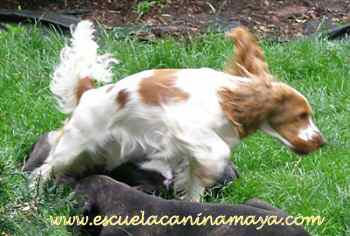 The cocker is a very lively dog...