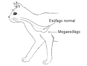 Megaesófago Megaesófago