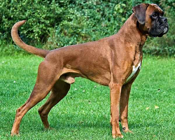 El perro Bóxer