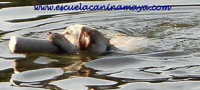 Labrador en el agua