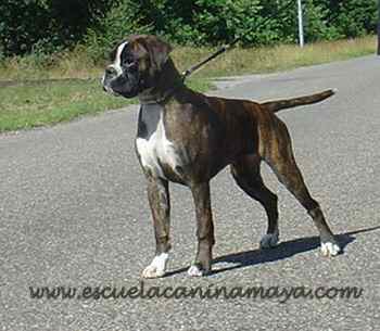El boxer