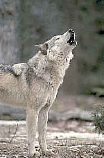 Lobo llorando