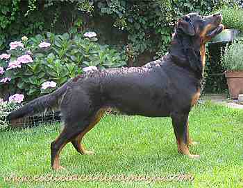 Una joya c�n rabo