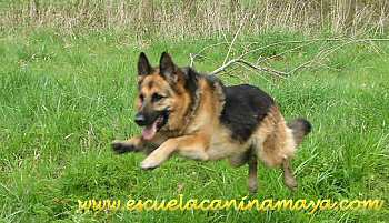 Una joya entre los perros