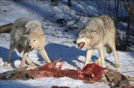 Lobos comiendo