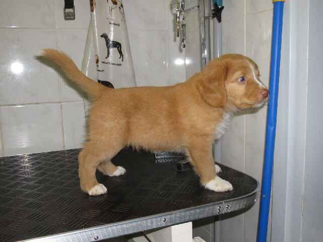 Acostumbrar al cachorro a la peluquera canina