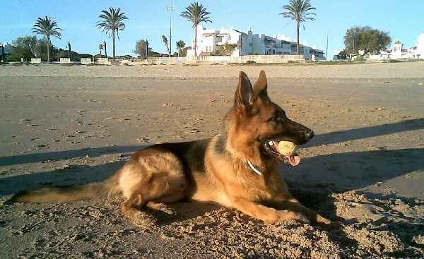 Un precioso ex-alumno, Happy, Pastor Alemn