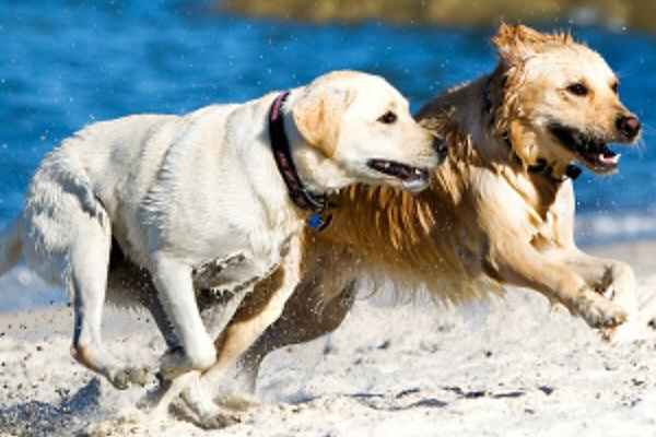 Golden and Labrador Retriever