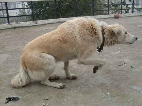 Lenguaje canino, el lenguaje corporal del perro