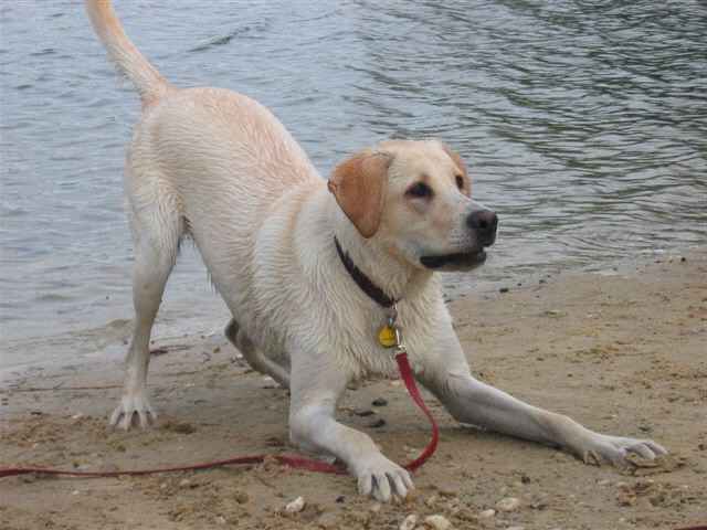 Lengaje canino, jugamos