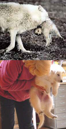 Levantar el cachorro corta el pip�