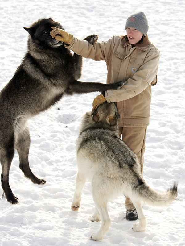 Lobos saludando