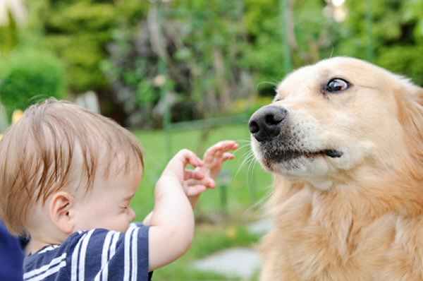 La convivencia entre perros y nios no es exenta de riesgos