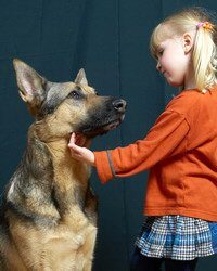 No acariciar al perro sobre su cabeza