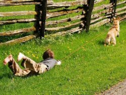 No dejas que tu hijo pasea al perro