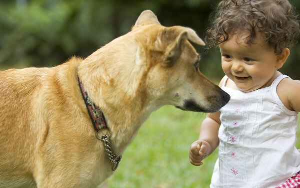 Perro gruñe y muerde a mi hijo