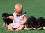 La educaci�n del cachorro