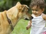 Perros y ni�os deben aprender a no molestarse
