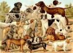 El or�gen de las razas de perros