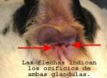 Perro arrastra el culo, problema glndulas anales