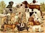El orígen de las razas de perros