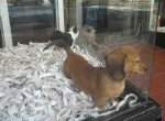 En qu debo fijarme cuando compro un perro