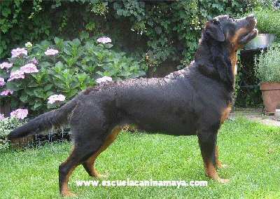 Rottweiler hembra