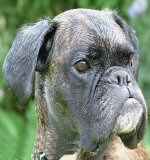 El perro B�xer