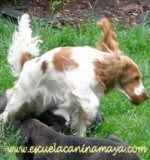 El Cocker Spaniel Ingl�s
