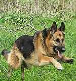 Perro Pastor Alem�n