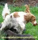 El Cocker Spaniel Inglés