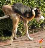 Ensear al perro a hacer sus necesidades en la calle