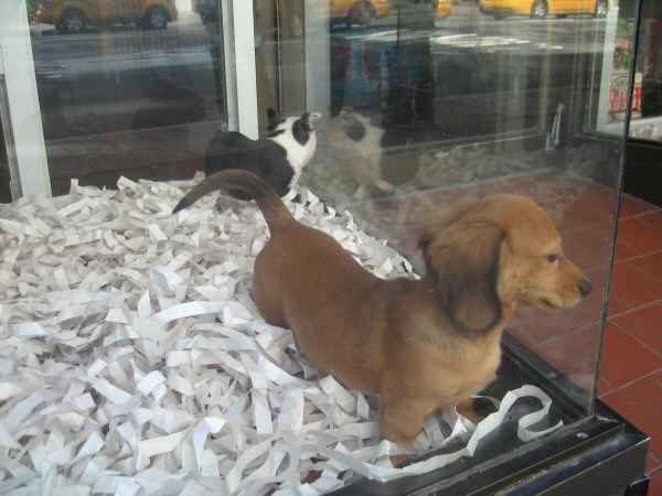 Cachorro en una tienda de animales