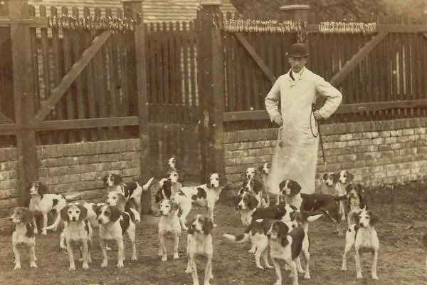 Jaura de Beagles