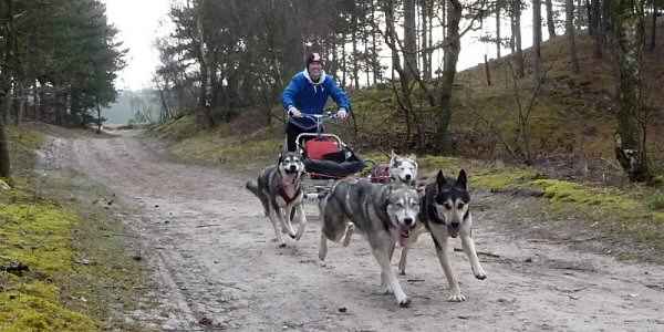 Huskies running on land