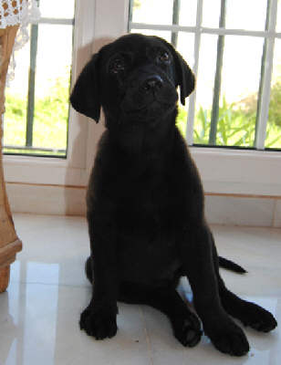 Leo de cachorro Leo de cachorro