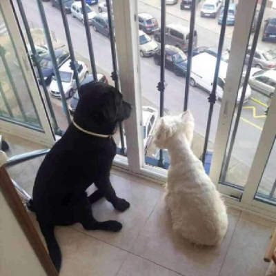 Leo en la terraza junto con Brandy