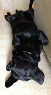 Leo descansando Leo descansando