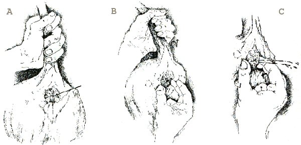 glndulas anales