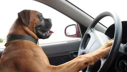 Acostumbrar al perro a viajar en coche