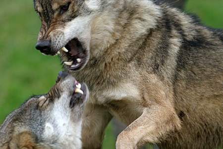 Lobos peleando
