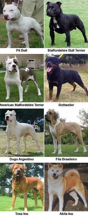 Las razas consideradas por la ley como Perros Potencialmente Peligrosos Las razas consideradas perros potencialmente peligrosos