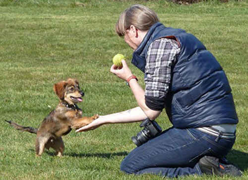 Premiar al perro