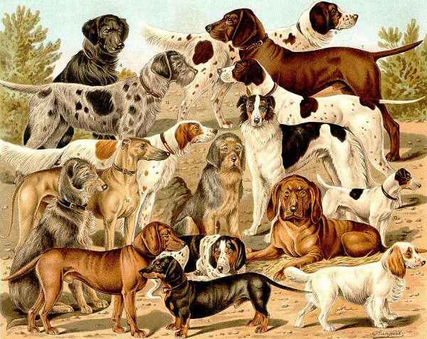 Many dog breeds exist