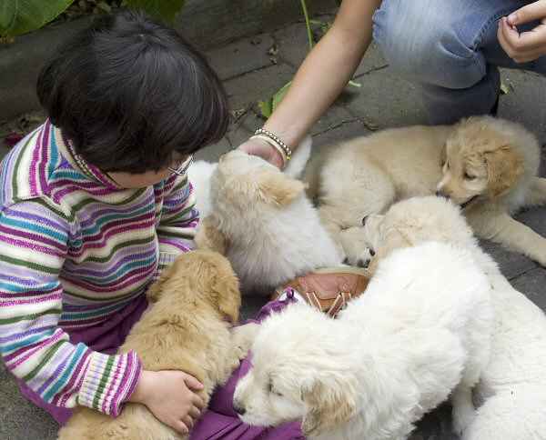 La socializacin del cachorro